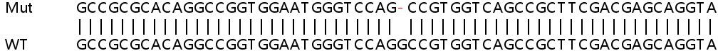 Sanger Sequencing - Human NF1 (Neurofibromin) knockout HeLa cell line (AB264725), expandable thumbnail
