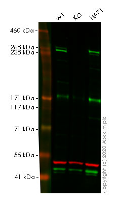 Western blot - Human NF1 (Neurofibromin) knockout HeLa cell line (AB264725), expandable thumbnail