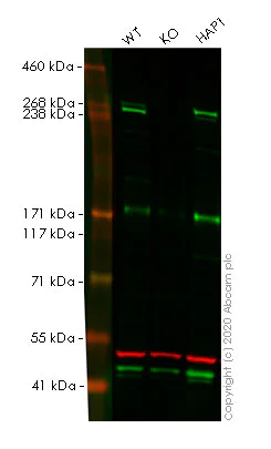 Western blot - Human NF1 (Neurofibromin) knockout HeLa cell line (AB264725)