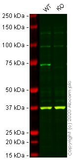 Western blot - Human NF2 (Merlin) knockout HeLa cell line (AB261796), expandable thumbnail