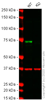 Western blot - Human NF2 (Merlin) knockout HeLa cell line (AB261796), expandable thumbnail