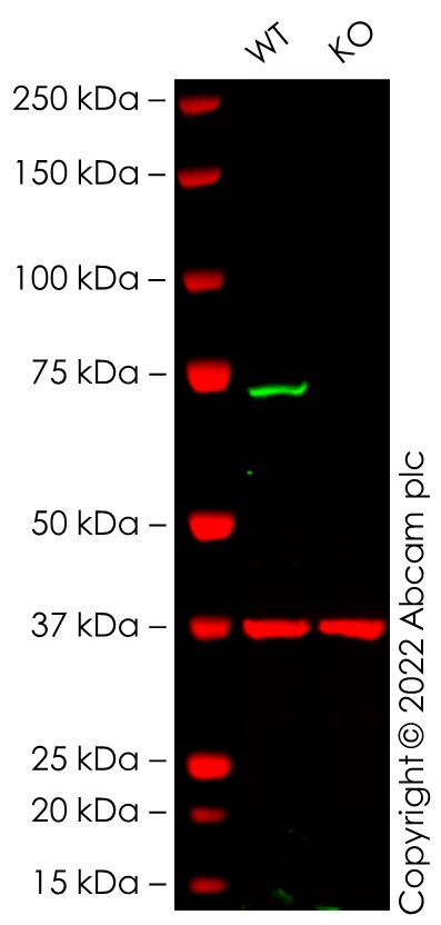 Human NF2 (Merlin) knockout Hep G2 cell line