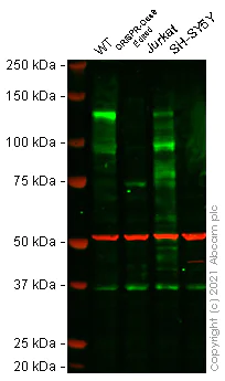 Western blot - Human NFATC2 knockout Raji cell line (AB280906)