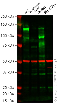 Western blot - Human NFATC2 knockout Raji cell line (AB280906), expandable thumbnail