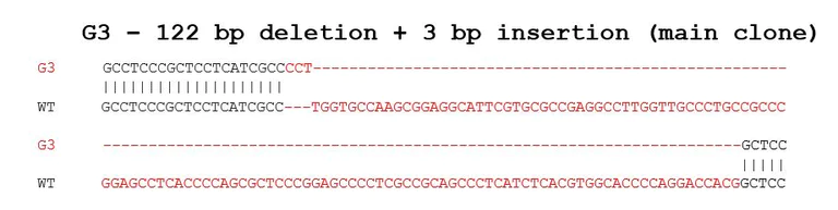 Sanger Sequencing - Human NFATC2 knockout Raji cell lysate (AB282940)