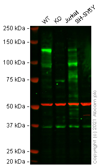 Human NFATC2 knockout Raji cell lysate