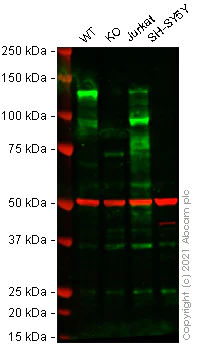Western blot - Human NFATC2 knockout Raji cell lysate (AB282940)