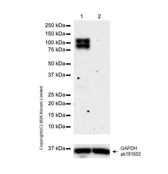 Western blot - Human NFATC2 knockout Raji cell lysate (AB282940)