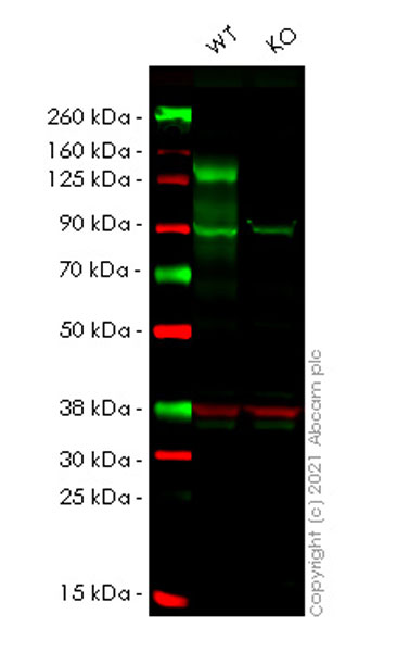 Western blot - Human NFATC3 (NFAT4) knockout HEK-293T cell line (AB267300)