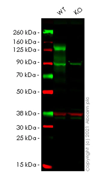 Western blot - Human NFATC3 (NFAT4) knockout HEK-293T cell line (AB267300)