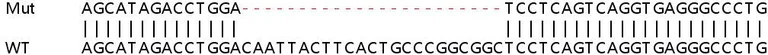 Sanger Sequencing - Human NFE2L1 knockout HEK-293T cell line (AB266125)