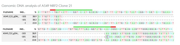Sanger Sequencing - Human NFE2L2 knockout A549 cell line[21] (AB285359)