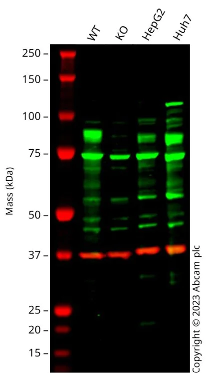 Western blot - Human NFE2L2 knockout A549 cell line[21] (AB285359)
