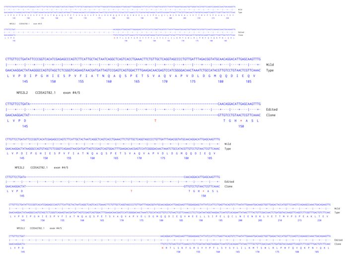Next Generation Sequencing - Human NFE2L2 knockout HCT116 cell line (AB287647), expandable thumbnail