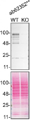 Western blot - Human NFE2L2 knockout HCT116 cell line (AB287647)