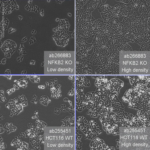Cell Culture - Human NFKB2 (NFkB p100/NFKB2) knockout HCT116 cell line (AB266883)