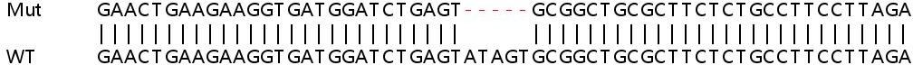 Sanger Sequencing - Human NFKB2 (NFkB p100/NFKB2) knockout HCT116 cell lysate (AB257245), expandable thumbnail