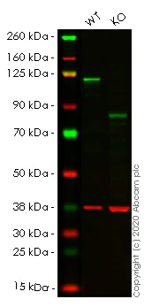 Western blot - Human NFKB2 (NFkB p100/NFKB2) knockout HCT116 cell lysate (AB257245)