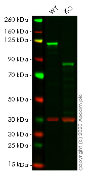 Western blot - Human NFKB2 (NFkB p100/NFKB2) knockout HCT116 cell lysate (AB257245), expandable thumbnail