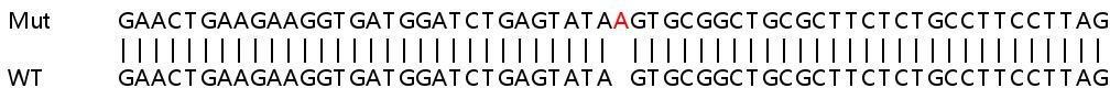 Sanger Sequencing - Human NFKB2 (NFkB p100/NFKB2) knockout HeLa cell line (AB264979), expandable thumbnail