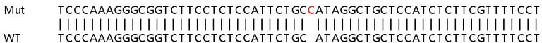 Sanger Sequencing - Human NGFRAP1 (BEX3) knockout HEK-293T cell line (AB266236)