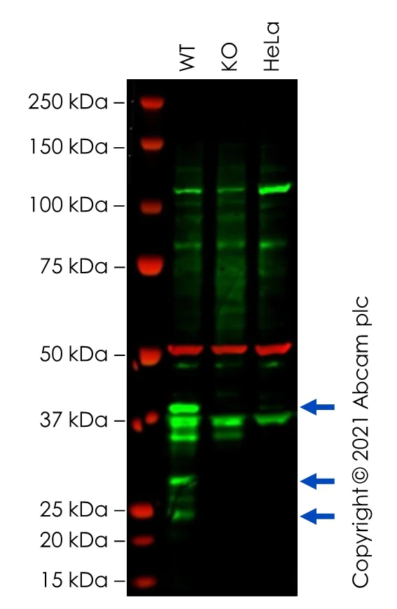 Western blot - Human NKX2-5 knockout HEK-293 cell lysate (AB261716)