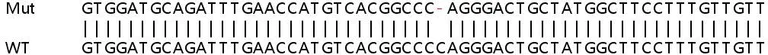 Sanger Sequencing - Human NLGN4X knockout HeLa cell lysate (AB263279)