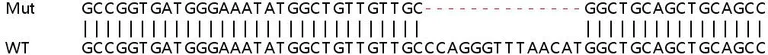 Sanger Sequencing - Human NLK knockout HeLa cell lysate (AB257560)