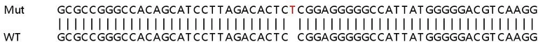 Sanger Sequencing - Human NLRC5 knockout A549 cell line (AB266987)