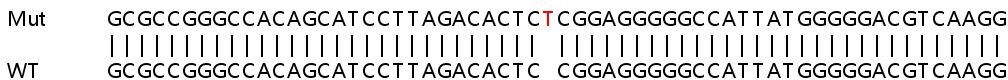 Human NLRC5 knockout A549 cell lysate