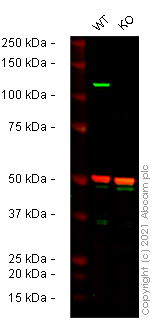 Western blot - Human NLRP3 knockout THP-1 cell line (AB280063)