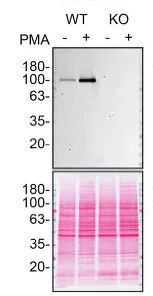 Western blot - Human NLRP3 knockout THP-1 cell line (AB280063)