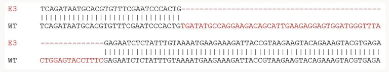 Sanger Sequencing - Human NLRP3 knockout THP-1 cell lysate (AB280122)