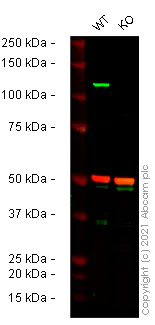 Western blot - Human NLRP3 knockout THP-1 cell lysate (AB280122)