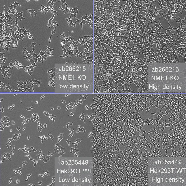 Cell Culture - Human NME1 (NM23A) knockout HEK-293T cell line (AB266215)