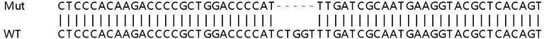 Sanger Sequencing - Human NME1 (NM23A) knockout HEK-293T cell lysate (AB258075)