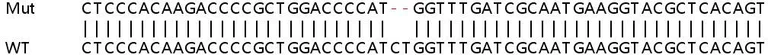 Sanger Sequencing - Human NME1 (NM23A) knockout HEK-293T cell lysate (AB258075)