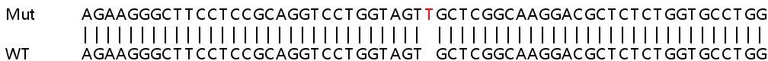Sanger Sequencing - Human NME4 knockout HEK-293T cell lysate (AB258536)