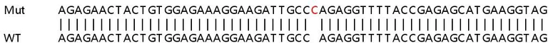 Sanger Sequencing - Human NME6 knockout HEK-293T cell line (AB267283)