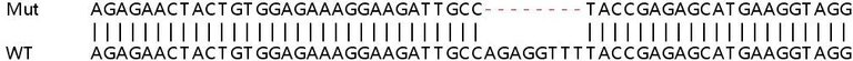 Sanger Sequencing - Human NME6 knockout HEK-293T cell line (AB267283)