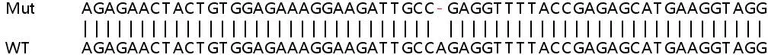 Sanger Sequencing - Human NME6 knockout HEK-293T cell line (AB267283)