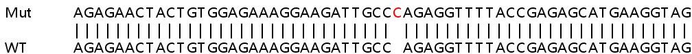 Sanger Sequencing - Human NME6 knockout HEK-293T cell lysate (AB263280)