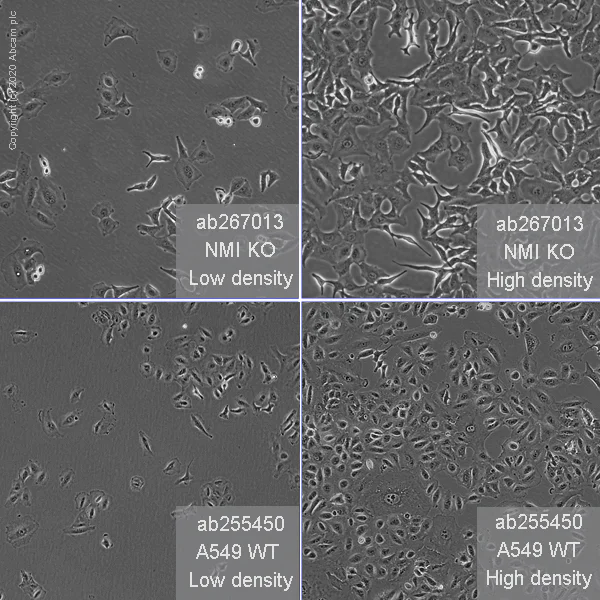 Cell Culture - Human NMI (N myc interactor/NMI) knockout A549 cell line (AB267013)