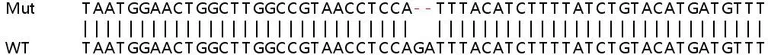 Sanger Sequencing - Human NMI (N myc interactor/NMI) knockout A549 cell line (AB267013)