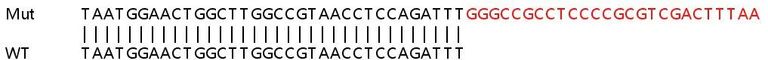 Sanger Sequencing - Human NMI (N myc interactor/NMI) knockout A549 cell line (AB267013)