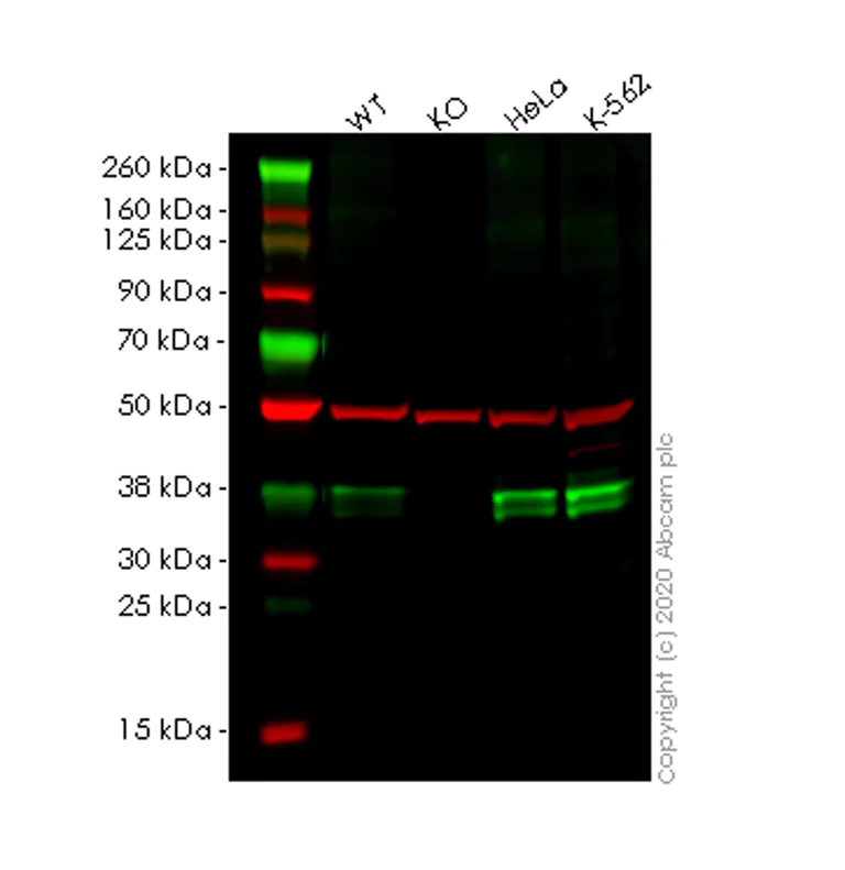 Western blot - Human NMI (N myc interactor/NMI) knockout A549 cell lysate (AB258077)