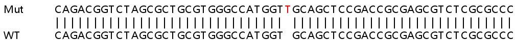 Sanger Sequencing - Human NOL7 knockout HEK-293T cell line (AB266638), expandable thumbnail