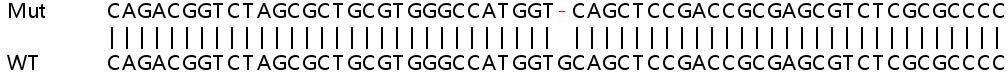 Sanger Sequencing - Human NOL7 knockout HEK-293T cell line (AB266638), expandable thumbnail