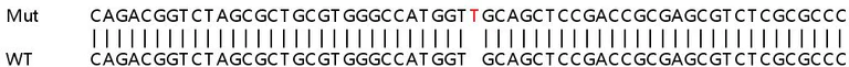 Sanger Sequencing - Human NOL7 knockout HEK-293T cell lysate (AB263281)