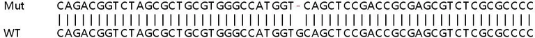 Sanger Sequencing - Human NOL7 knockout HEK-293T cell lysate (AB263281)
